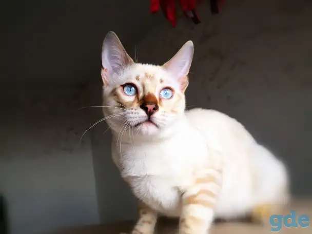 Бенгальские котята снежные барсы, фотография 8