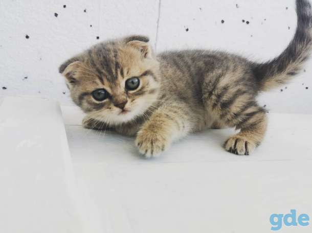 Шотландский вислоухий мальчик 1.5мес, фотография 3