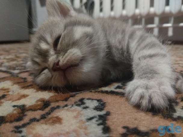Шотландские котята, фотография 3