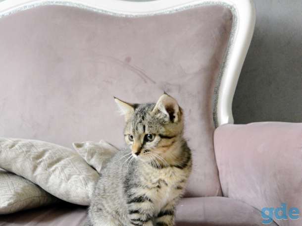 Маленькая кошечка ищет хозяев, фотография 1