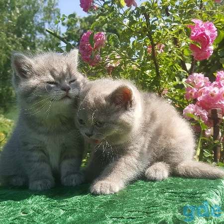 Шотландские клубные котята., фотография 2