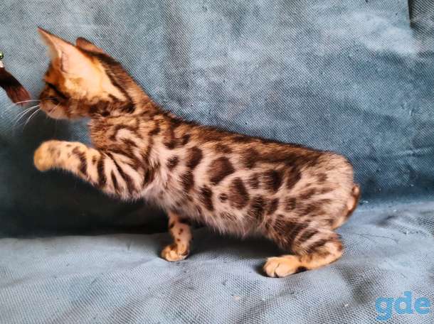 Бенгальские котята, фотография 8