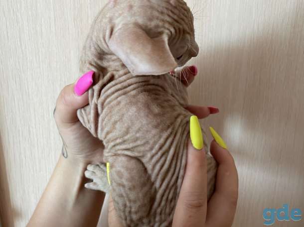 Продам котят Донского сфинкса (БРАШ), фотография 4
