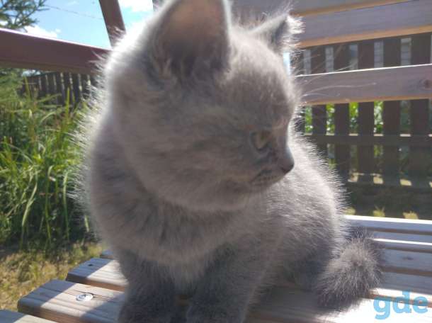 Шотландские котята, фотография 2