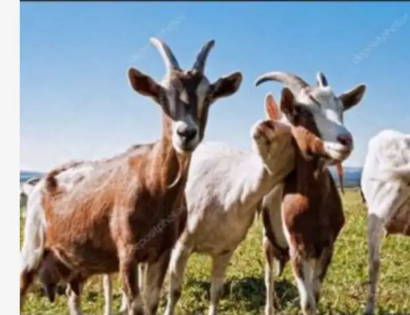 Целебные козьи продукты., фотография 1