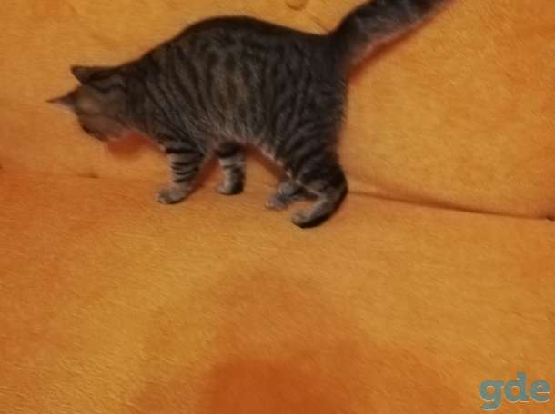 Котик Пуська ищет дом!, фотография 5
