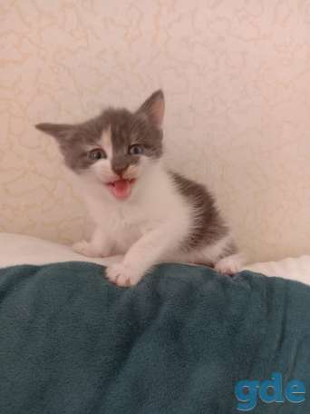 Котята, фотография 3