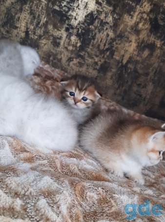 Шотланские и хайленд фолд котята, фотография 14