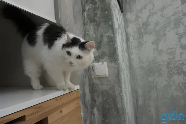 Кошка в поисках дома, фотография 2