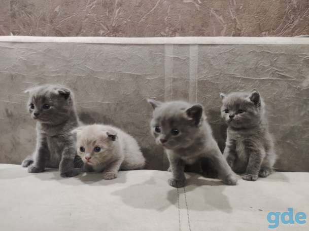 Британские котята, фотография 4