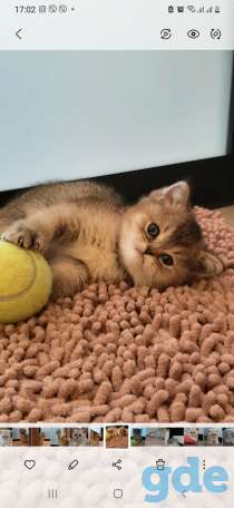 Котята, фотография 3