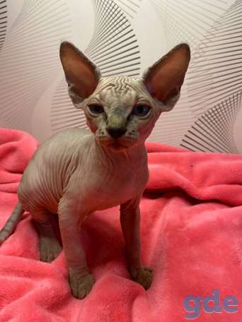 Канадский сфинск котята, фотография 3