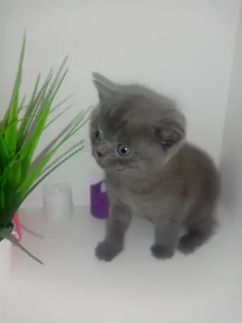 Шотландские котята, фотография 2