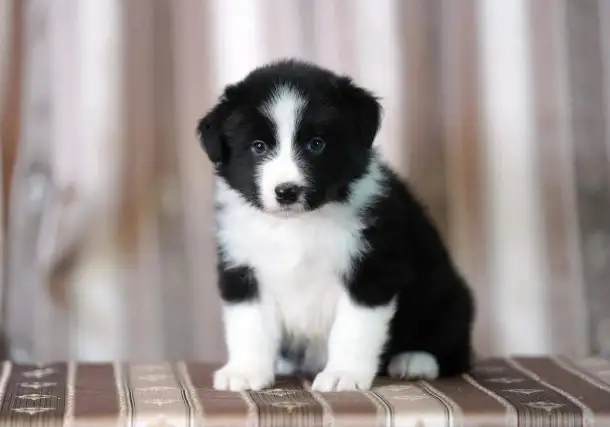 бордер колли, фотография 1