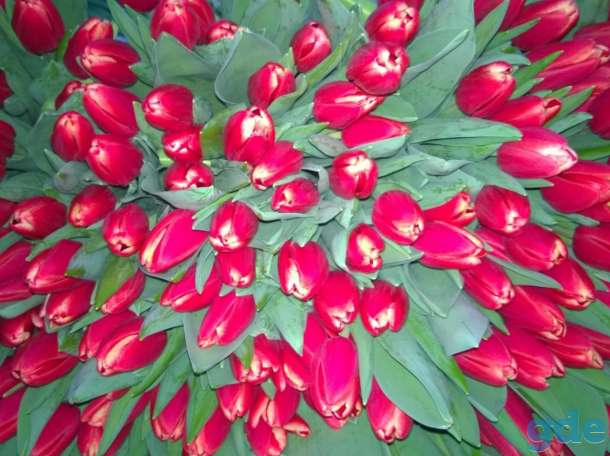 Цветы, фотография 6