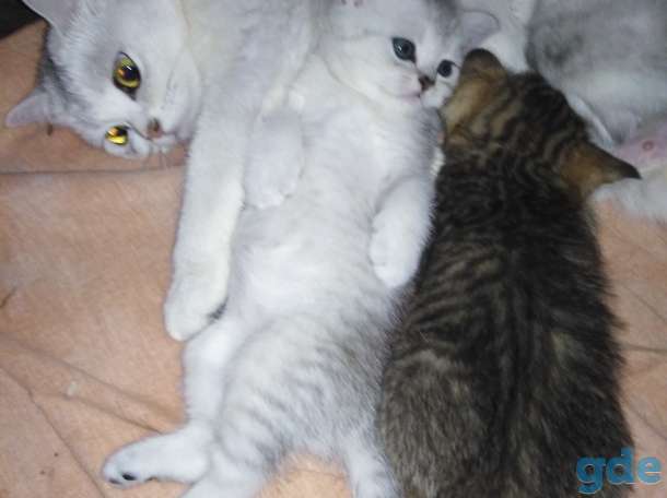 Котята, фотография 1