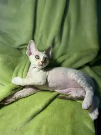 Котенок ДевонРекс, фотография 2