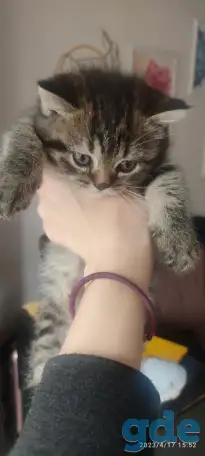 Скотиш страйт, фотография 5