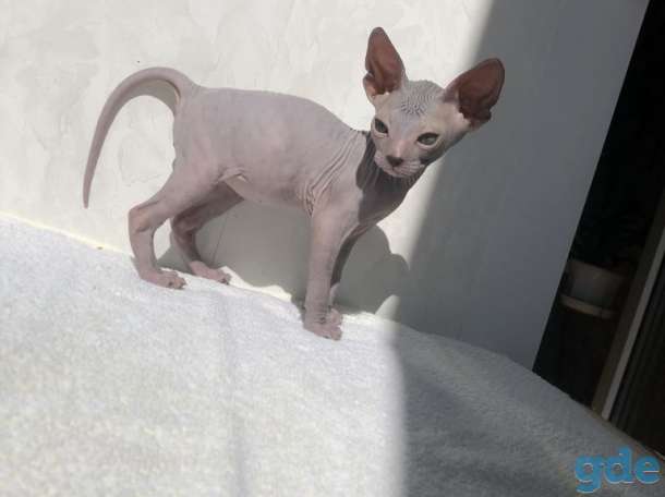 Продаются котята Донского сфинкса, фотография 3