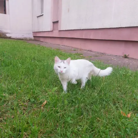 МОЛОДОЙ, БЕЛОСНЕЖНЫЙ КОТИК С ГУСТОЙ РОСКОШНОЙ ШЕРСТКОЙ В ДОБРЫЕ РУКИ!!!, фотография 4