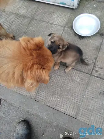 пропажа, фотография 2