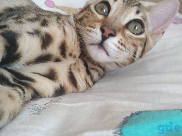 Котенок Бенгаленок, фотография 1