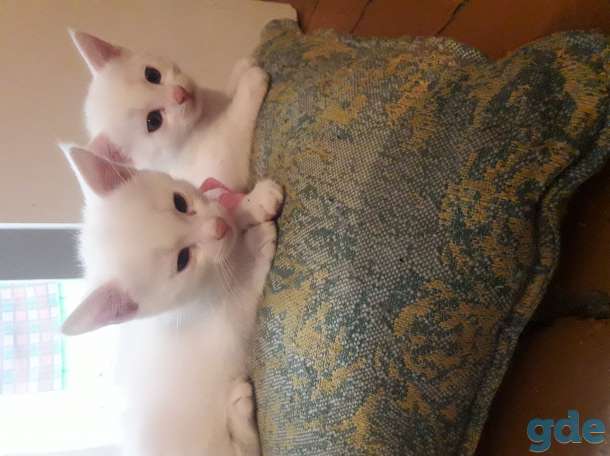 Отдам котят в хорошие руки. Две беленькие кошечки 1,5 мес., фотография 1