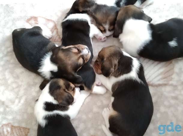 Продам щенков бигля!, фотография 6
