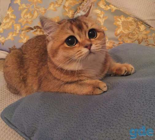 Шотландские котята, фотография 2