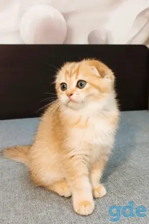 Шотландская вислоухая кошечка, фотография 1