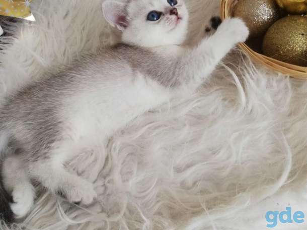котята шиншилла на серебре, фотография 1