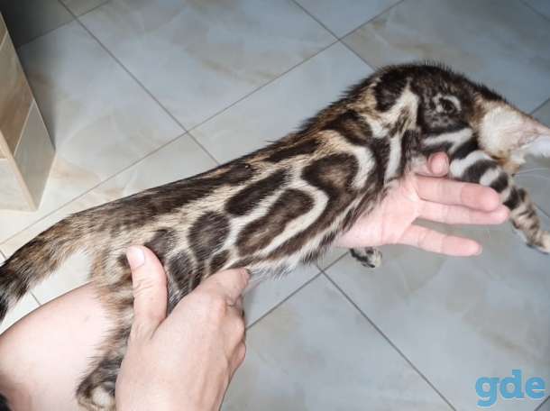 Бенгальские котята, фотография 1