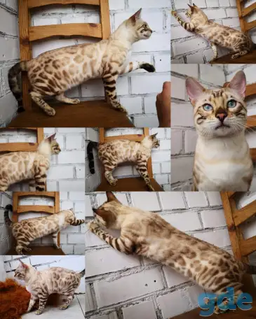 Бенгальские котята, фотография 5