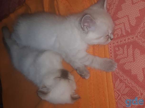 Продам котят, фотография 1