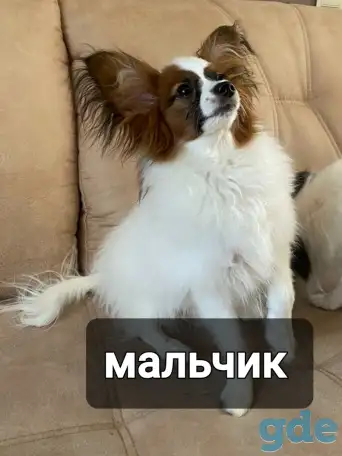 Щенки папильона, фотография 7