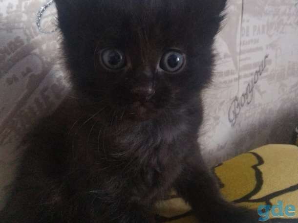Котята, фотография 2