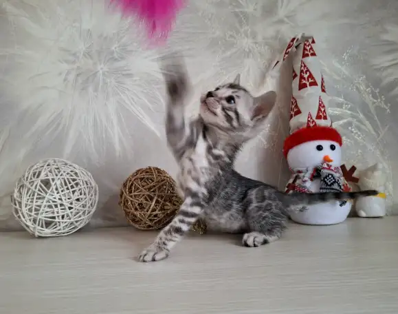 Бенгальские котята, фотография 4