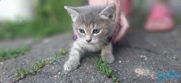 Котят в дар, фотография 3