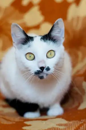 Ласкова и нежная кошечка Бусинка, фотография 4
