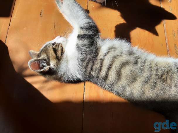Котята в хорошие руки, фотография 3