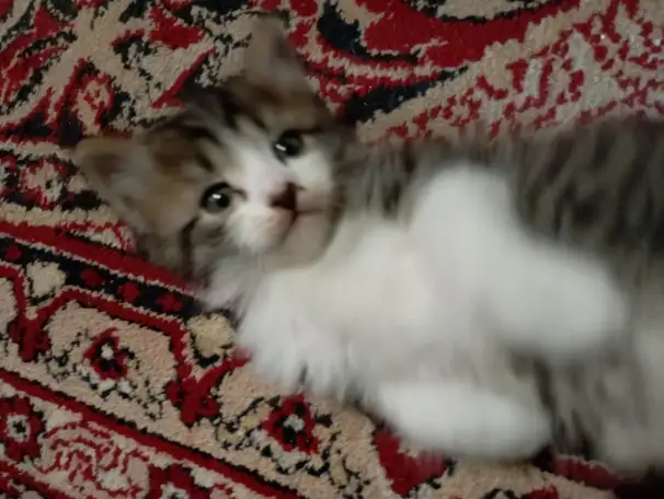 Отдам котят в добрые руки! Даром!, фотография 6