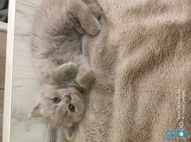 Британские котята, фотография 2