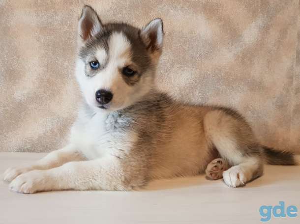 Хаски 1.5 месяца, фотография 1
