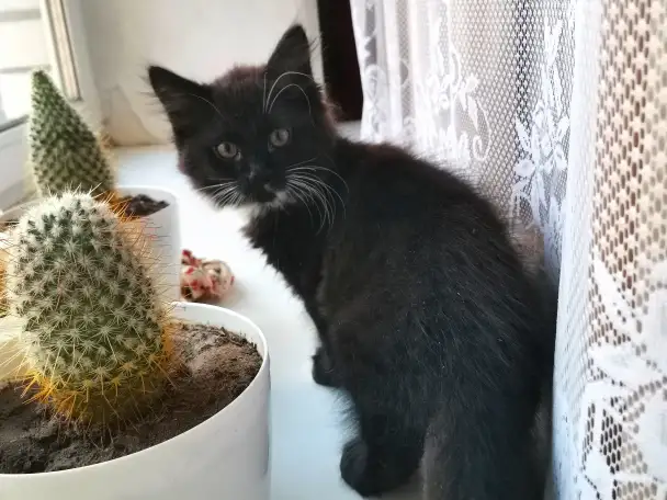 Отдам котят, фотография 7