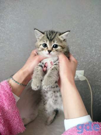 Шотландские котята, фотография 4
