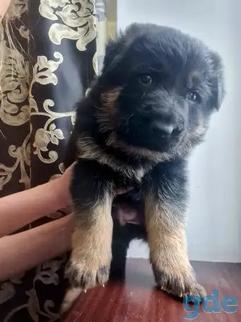 Продам щенка немецкой овчарки, фотография 1