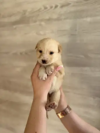 Щенки лабрадора (метис) даром, фотография 6