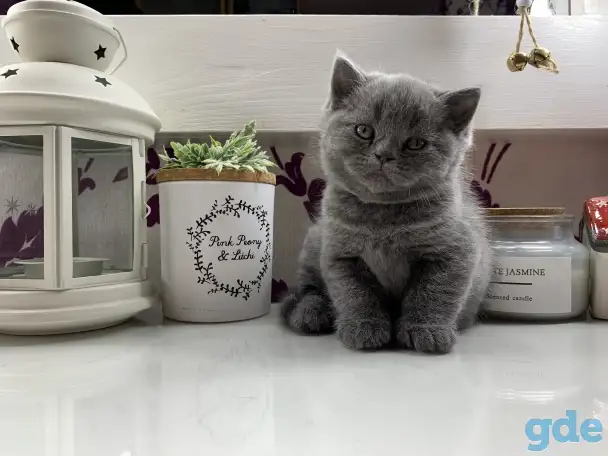 Британские котята., фотография 8