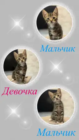 Котята-тигрята в добрые руки., фотография 1