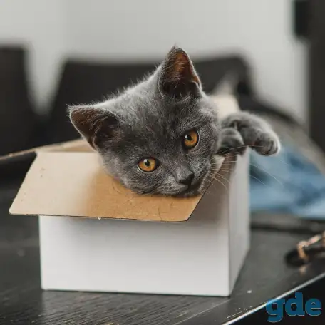 Шотландские котята, фотография 9